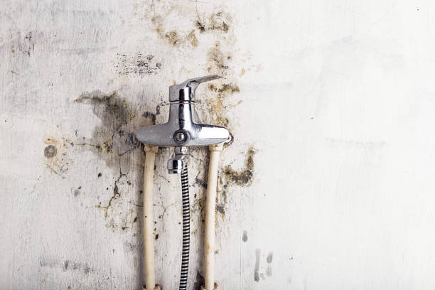 Best Certified Mold Removal  in Chillum, MD