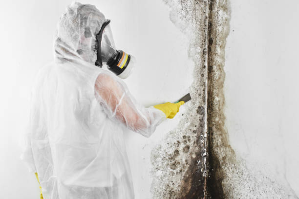 Best Black Mold Removal  in Chillum, MD