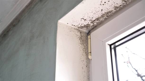 Best Mold Testing  in Chillum, MD