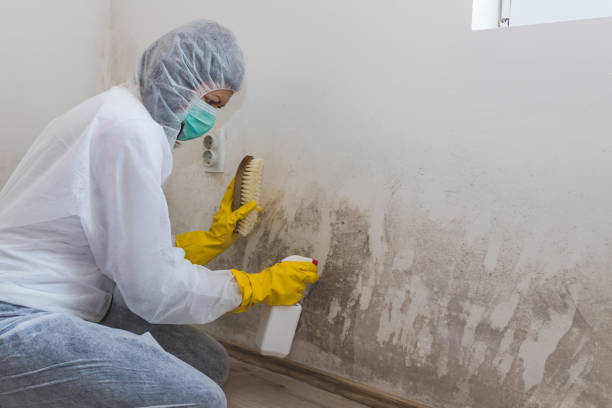 Best Mold Testing  in Chillum, MD