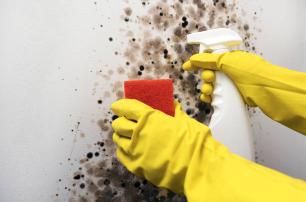 Best Certified Mold Removal  in Chillum, MD