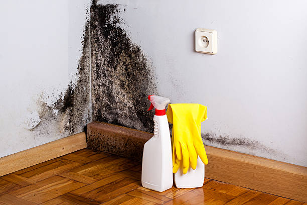 Best Emergency Mold Removal  in Chillum, MD